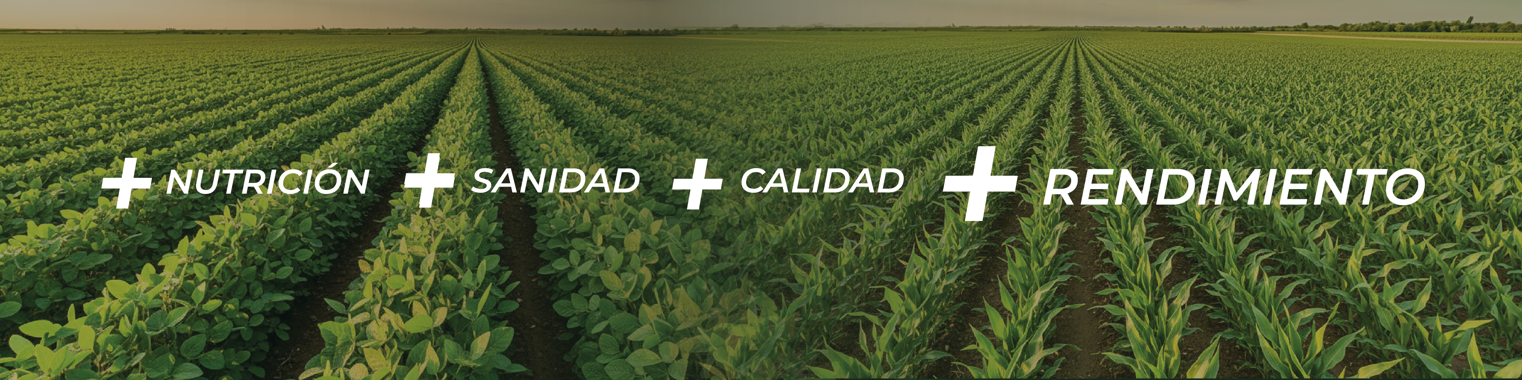 Campaña Gruesa